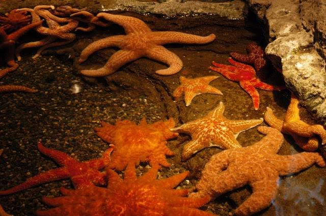 2005西雅圖遊記第九砲-10/3 西雅圖水族館 超漂亮的夕陽 - 這裡胡說 JL TALKS