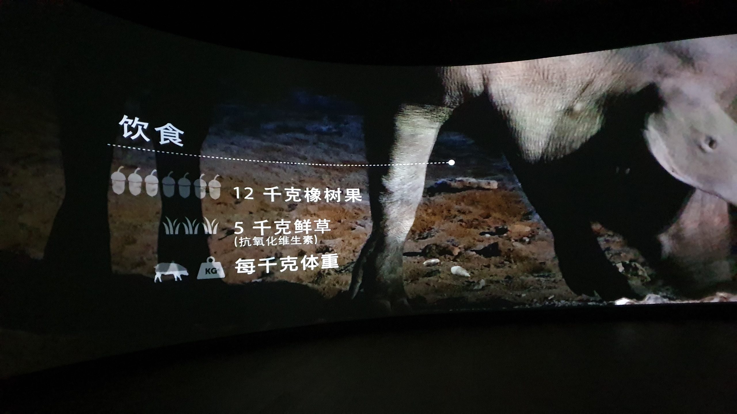 西班牙南部 哈布果:5J 西班牙伊比利豬火腿 工廠/牧場參觀:參觀過程當中會播放一段介紹影片 西班牙南部 哈布果:5J 西班牙伊比利豬火腿 工廠/牧場參觀:參觀過程當中會播放一段介紹影片