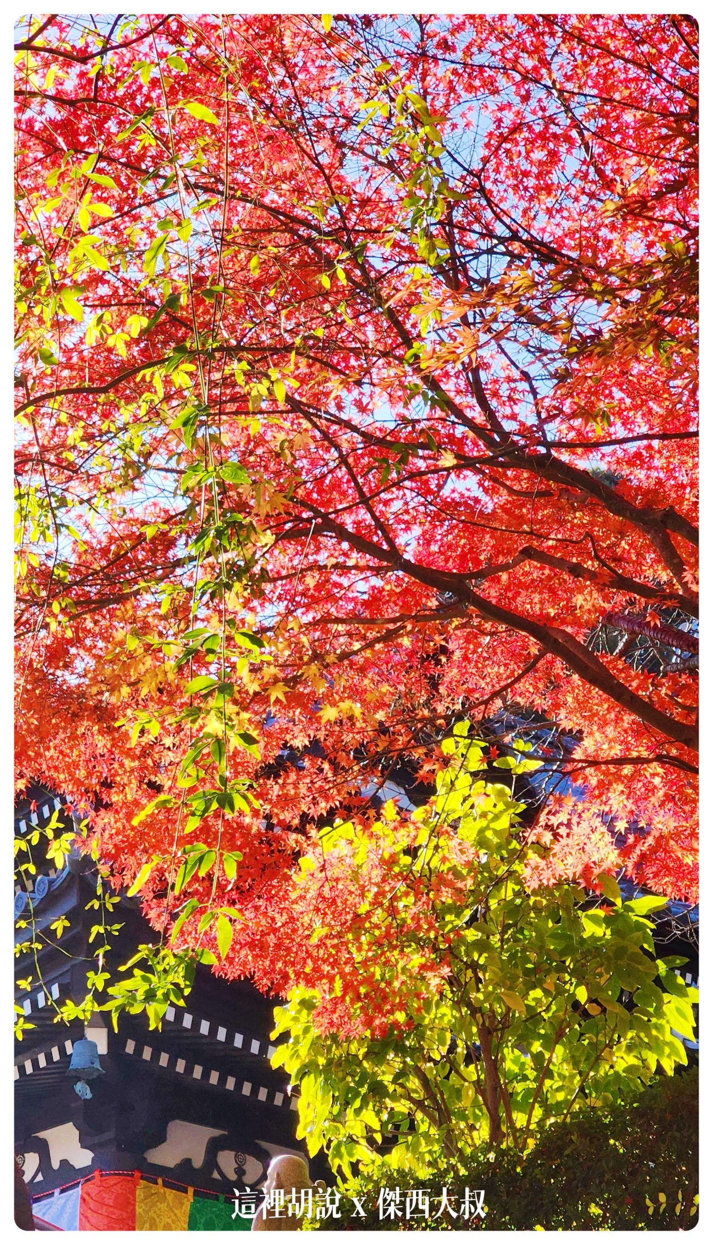 鐮倉 海邊一日放空散策 大佛 楓葉 鐵道：長谷寺