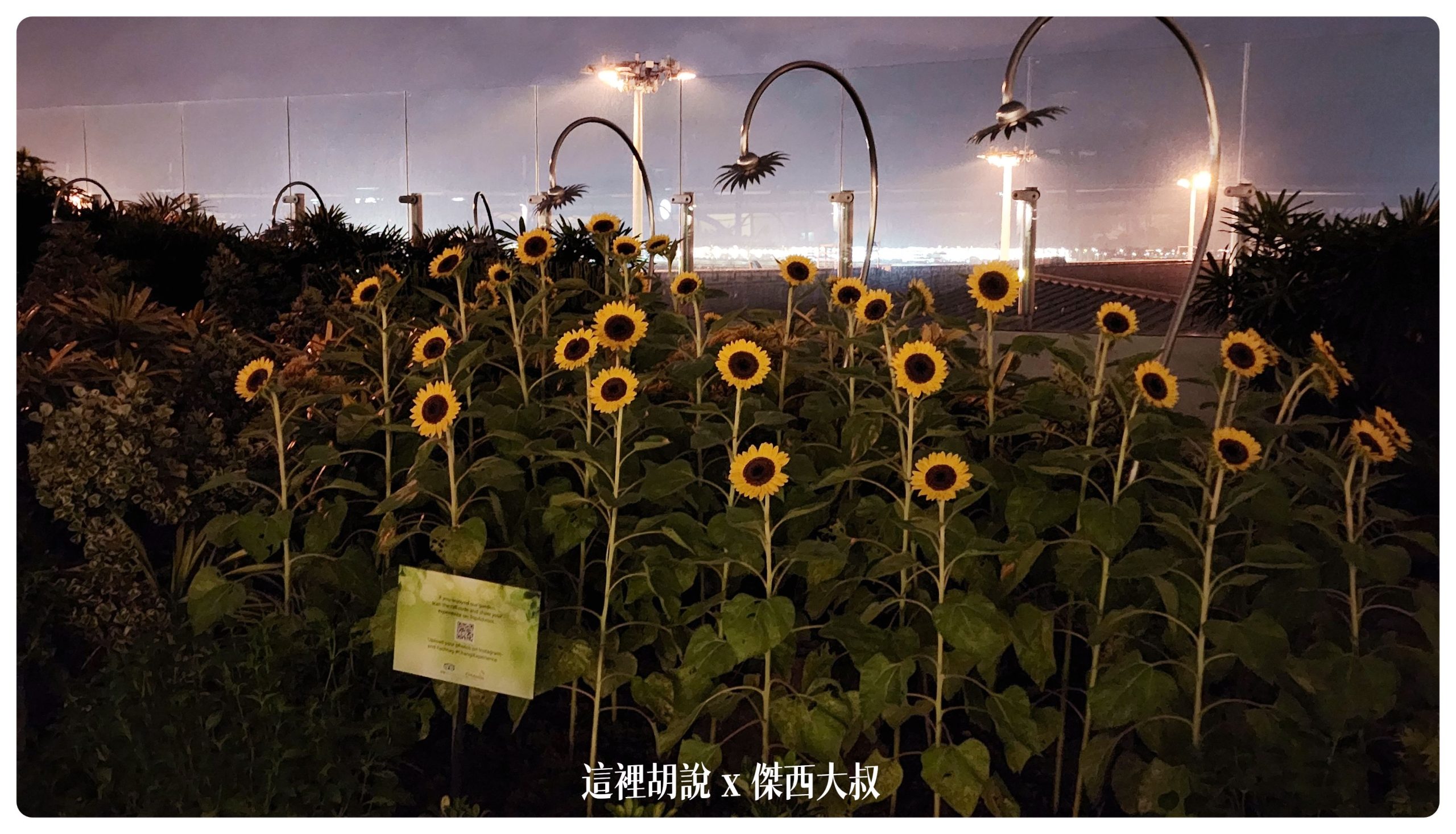 向日葵花園