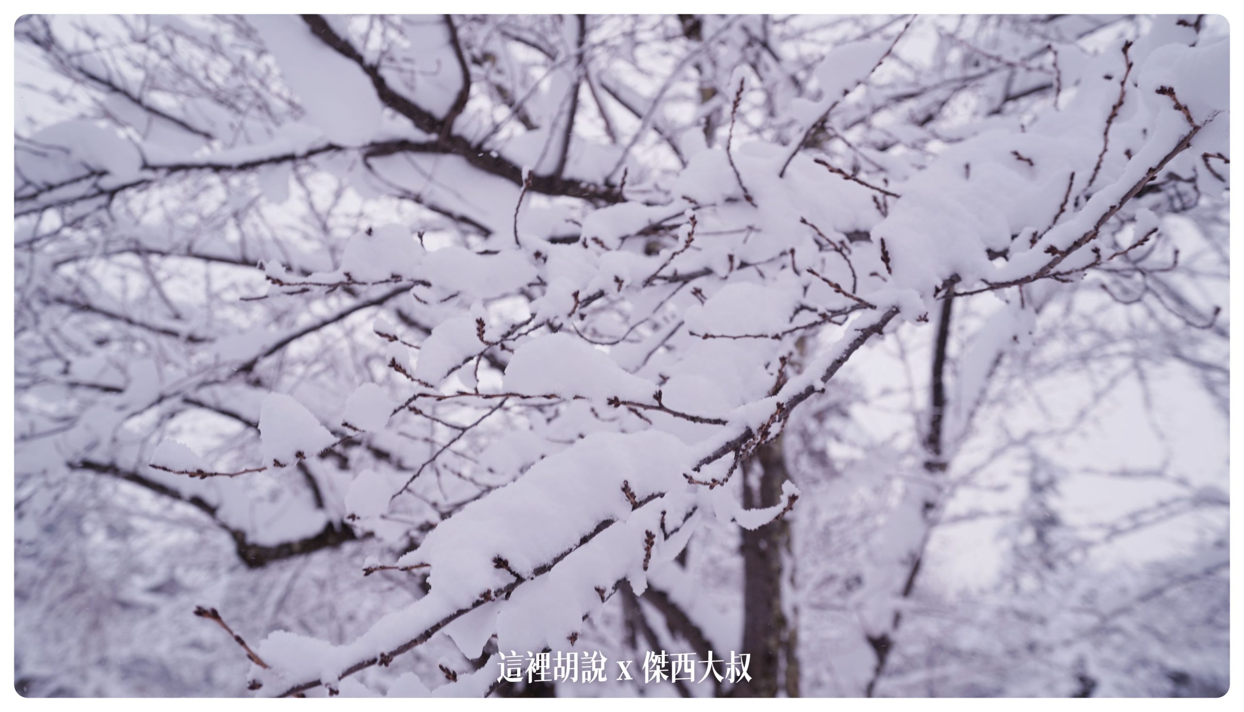弘前：弘前城散策 午餐法餐 大正浪漫下午茶 在雪地裡散步(滑倒)：弘前城 散步