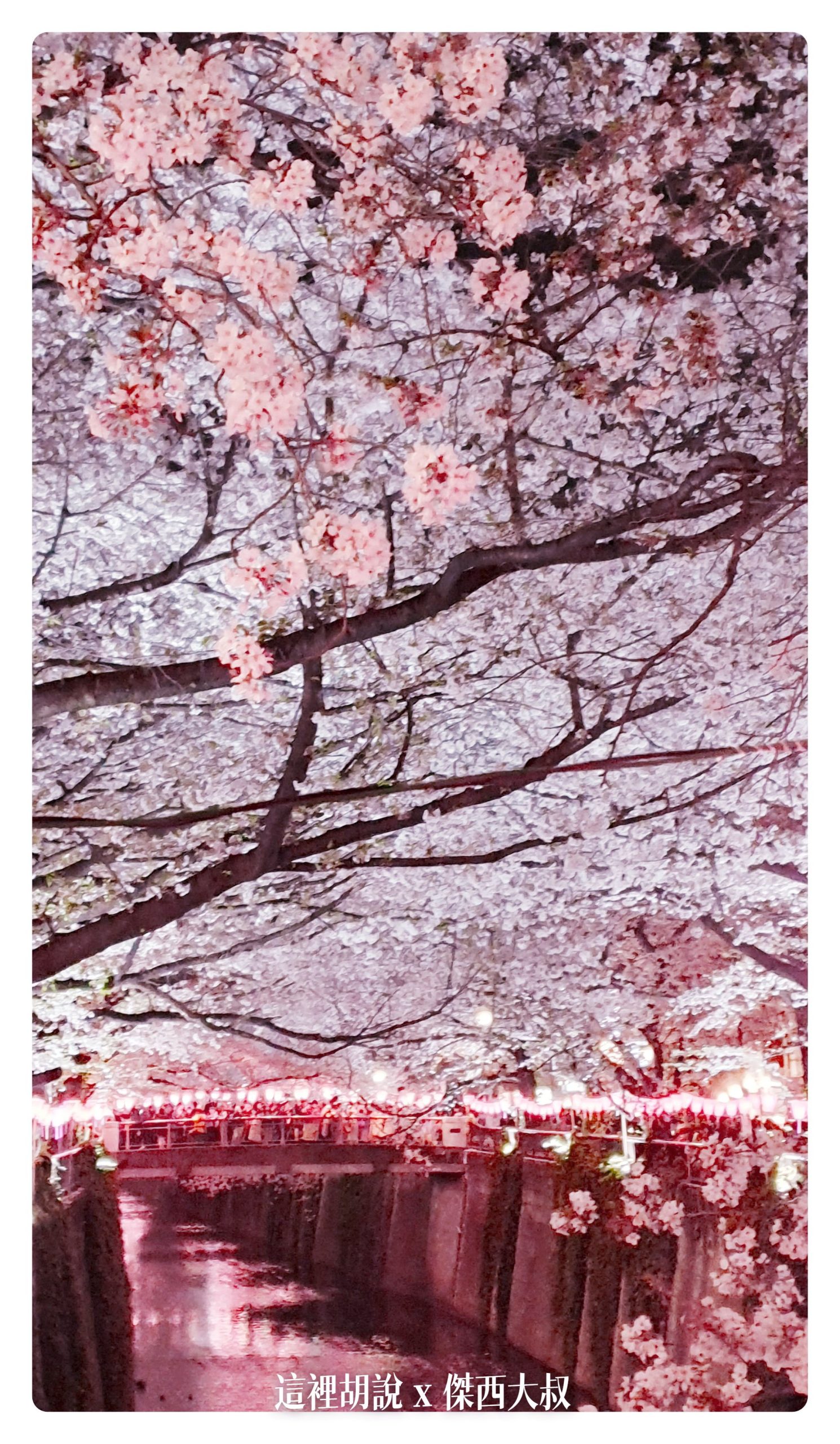 中目黑目黑川的白天與黑夜 櫻花 照片記錄 2019-04：晚上的目黑川夜櫻