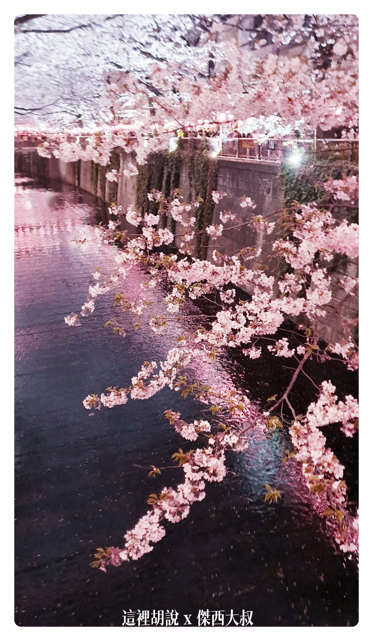 中目黑目黑川的白天與黑夜 櫻花 照片記錄 2019-04：晚上的目黑川夜櫻