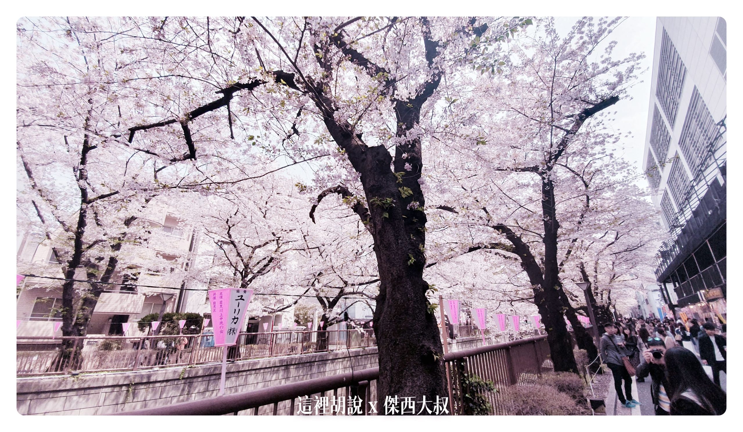 中目黑目黑川的白天與黑夜 櫻花 照片記錄 2019-04：白天的目黑川櫻花
