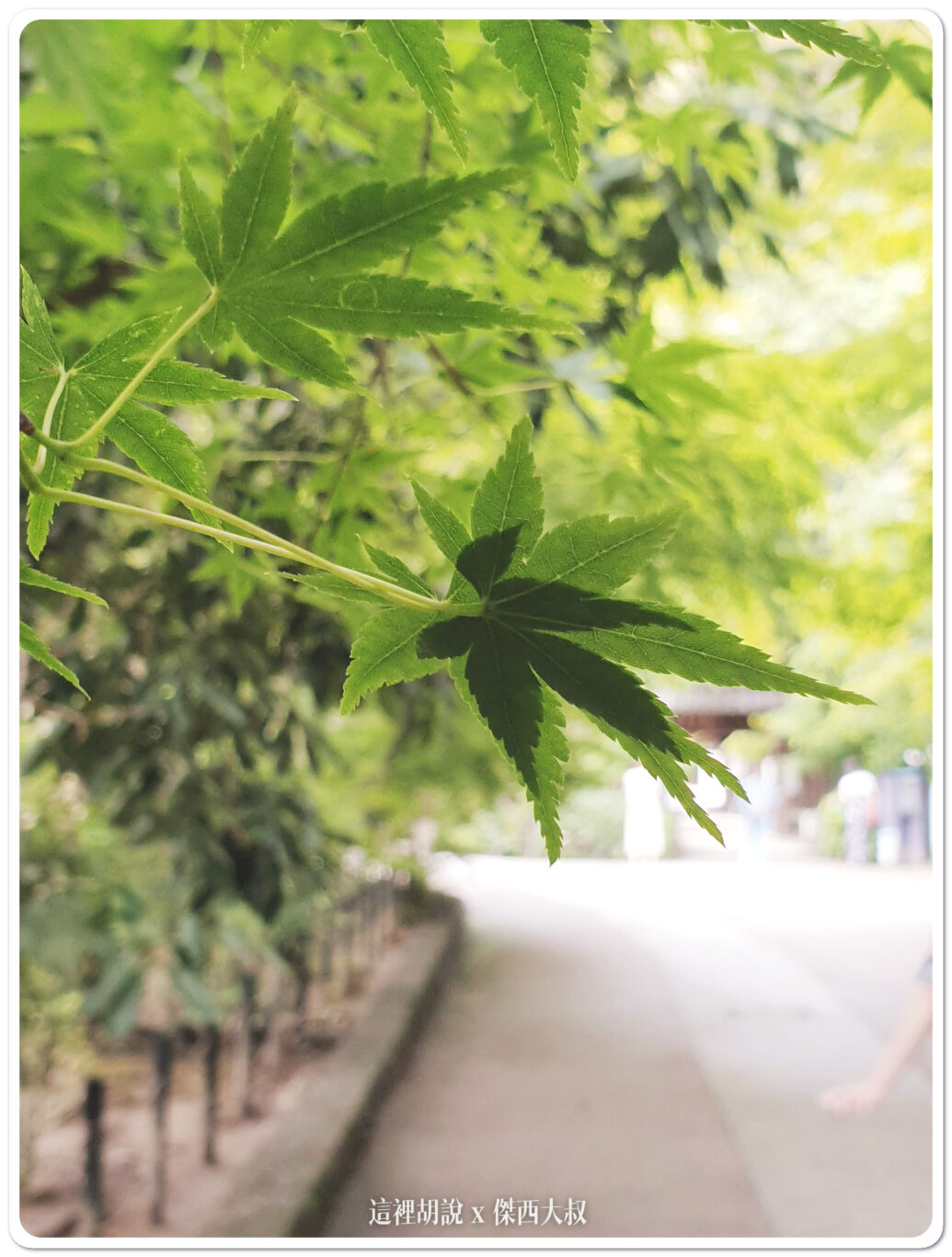 平等院這一區也是賞楓的區域，楓葉還沒變紅