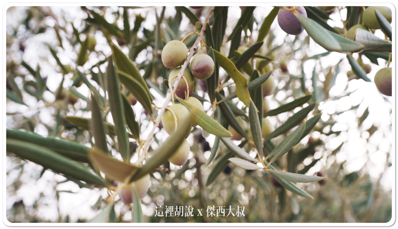 西班牙哈恩 巴狄尼絲莊園 Aires de Jaén 橄欖園及橄欖油工廠：巴狄尼絲莊園橄欖田