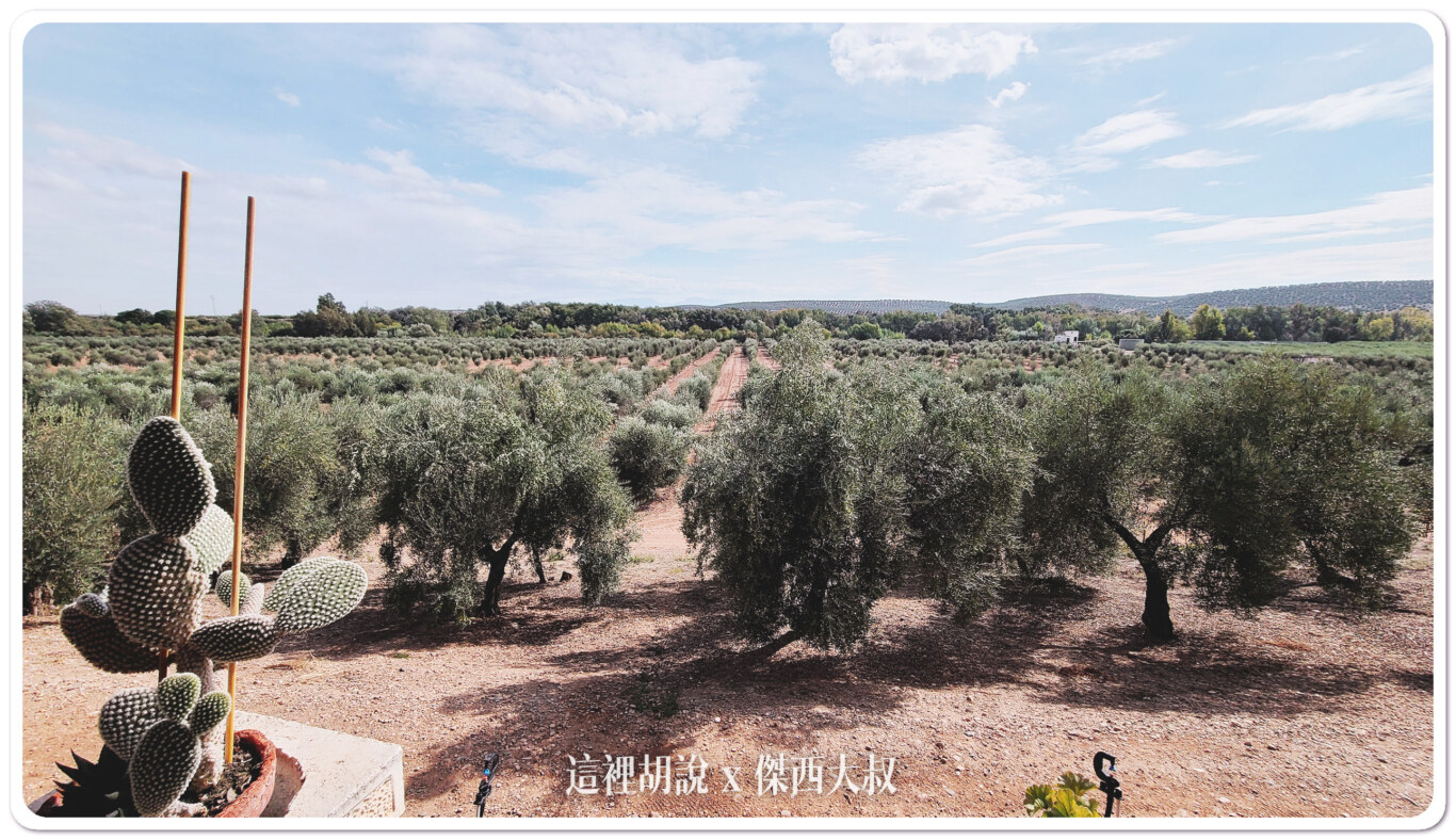 西班牙哈恩 巴狄尼絲莊園 Aires de Jaén 橄欖園及橄欖油工廠：巴狄尼絲莊園橄欖田