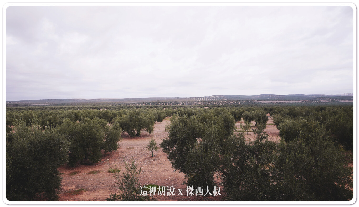 西班牙哈恩 巴狄尼絲莊園 Aires de Jaén 橄欖園及橄欖油工廠：巴狄尼絲莊園橄欖田