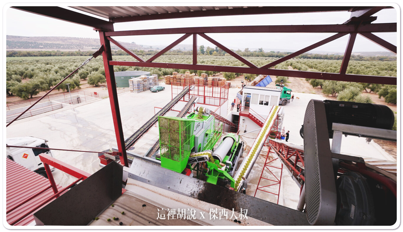 西班牙哈恩 巴狄尼絲莊園 Aires de Jaén 橄欖園及橄欖油工廠：橄欖果實分檢清洗