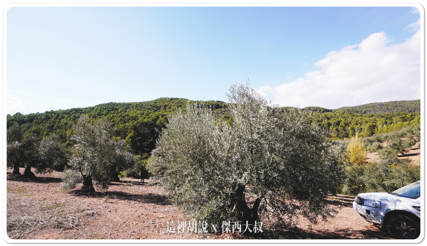 西班牙哈恩 T&T(TIERRAS DE TAVARA) 橄欖油 賽爾古拉限定產區：屬於TT橄欖田