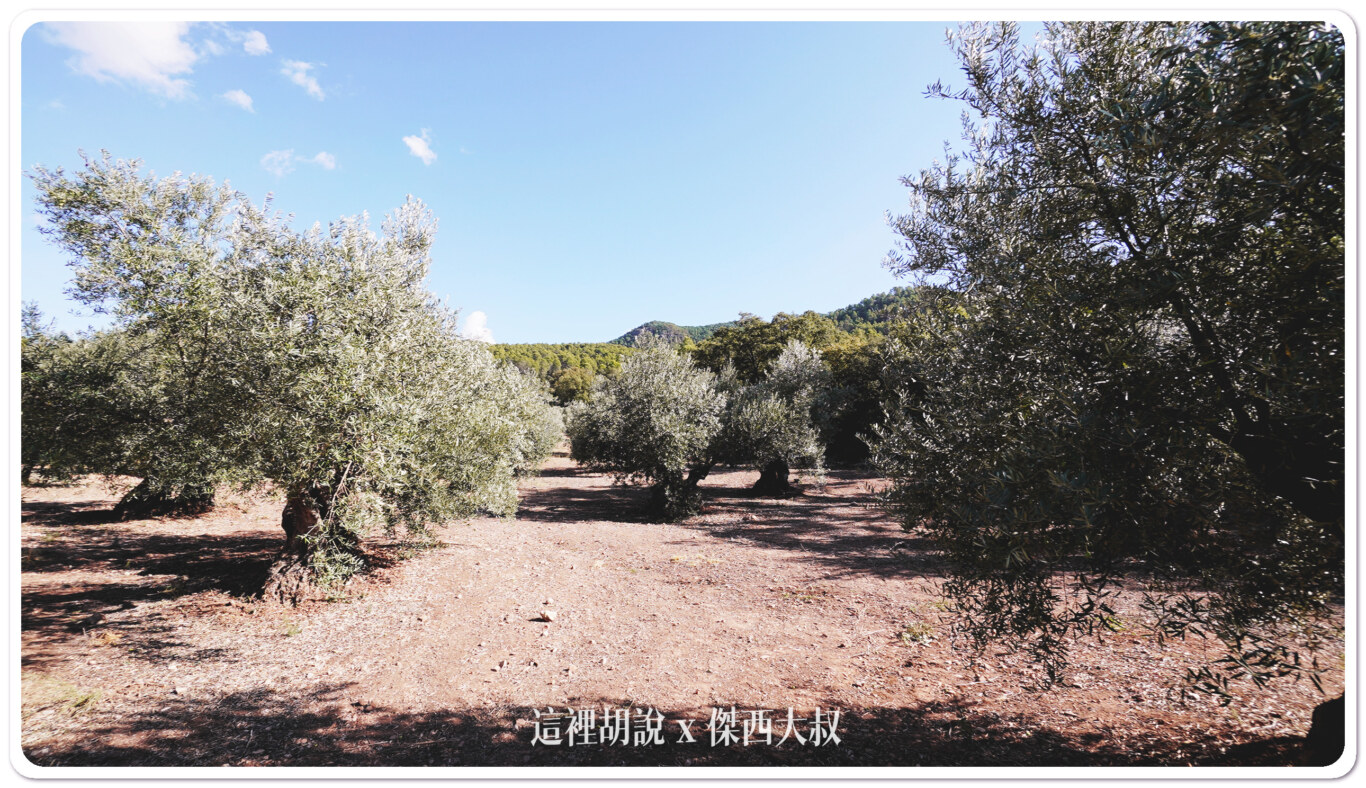 西班牙哈恩 T&T(TIERRAS DE TAVARA) 橄欖油 賽爾古拉限定產區：屬於TT橄欖田