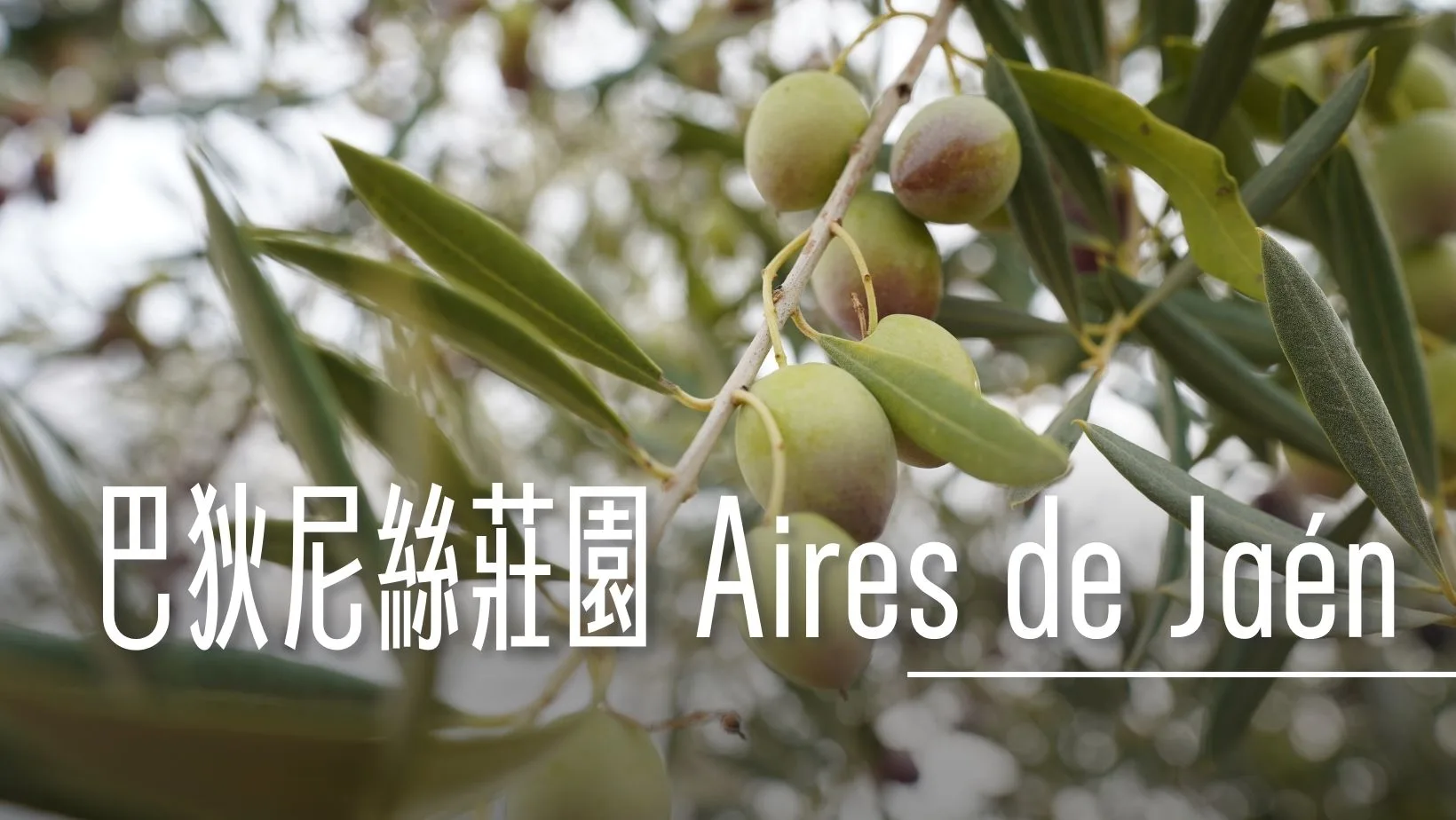西班牙哈恩 巴狄尼絲莊園 Aires de Jaén 橄欖園及橄欖油工廠 - 這裡胡說 JL TALKS
