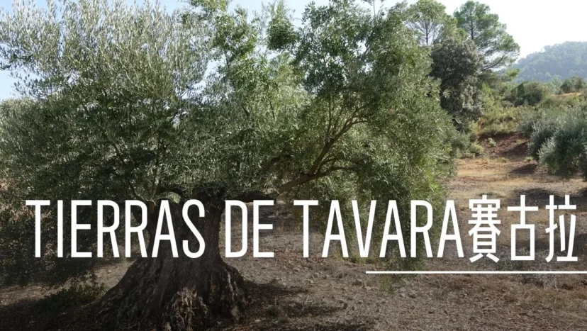 西班牙哈恩 T&T(TIERRAS DE TAVARA) 橄欖油 賽爾古拉限定產區 - 這裡胡說 JL TALKS 西班牙哈恩 T&T(TIERRAS DE TAVARA) 橄欖油 賽爾古拉限定產區 - 這裡胡說 JL TALKS