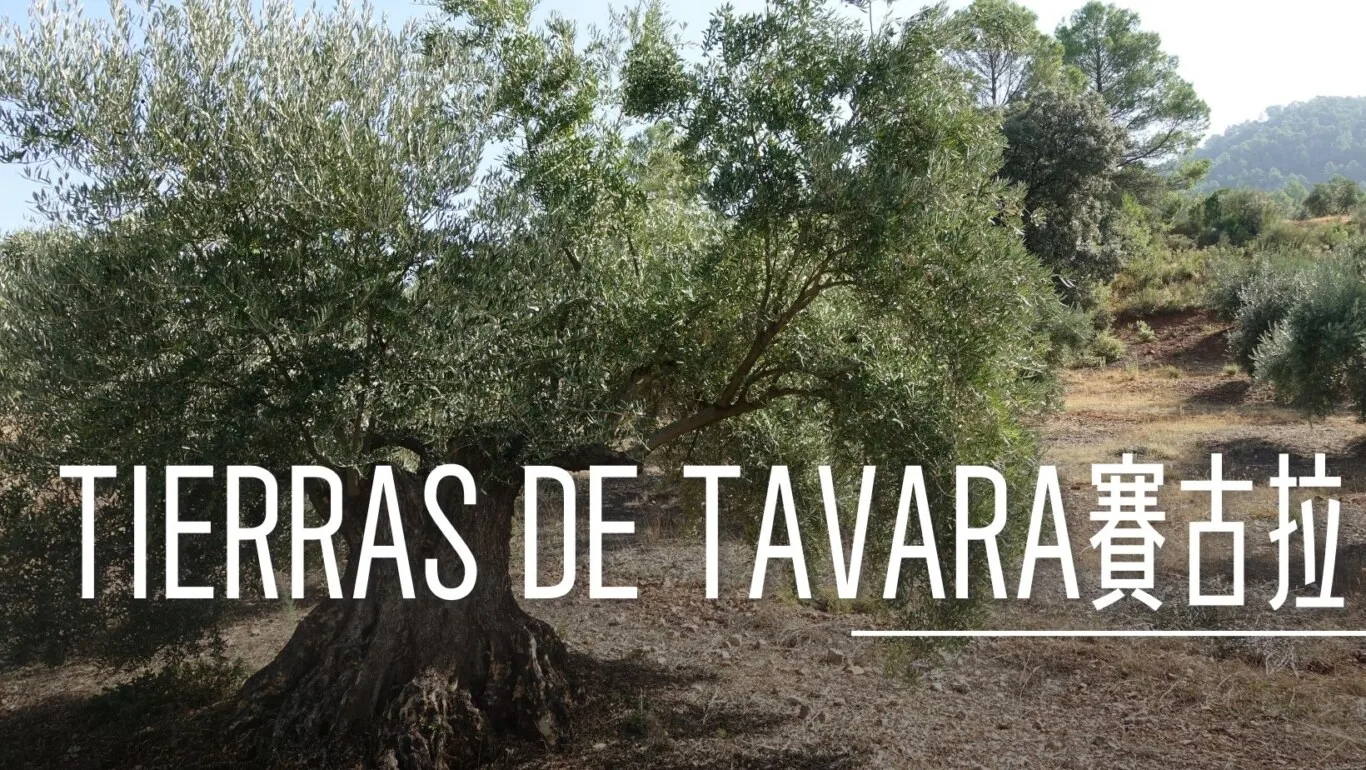 西班牙哈恩 T&T(TIERRAS DE TAVARA) 橄欖油 賽爾古拉限定產區 - 這裡胡說 JL TALKS