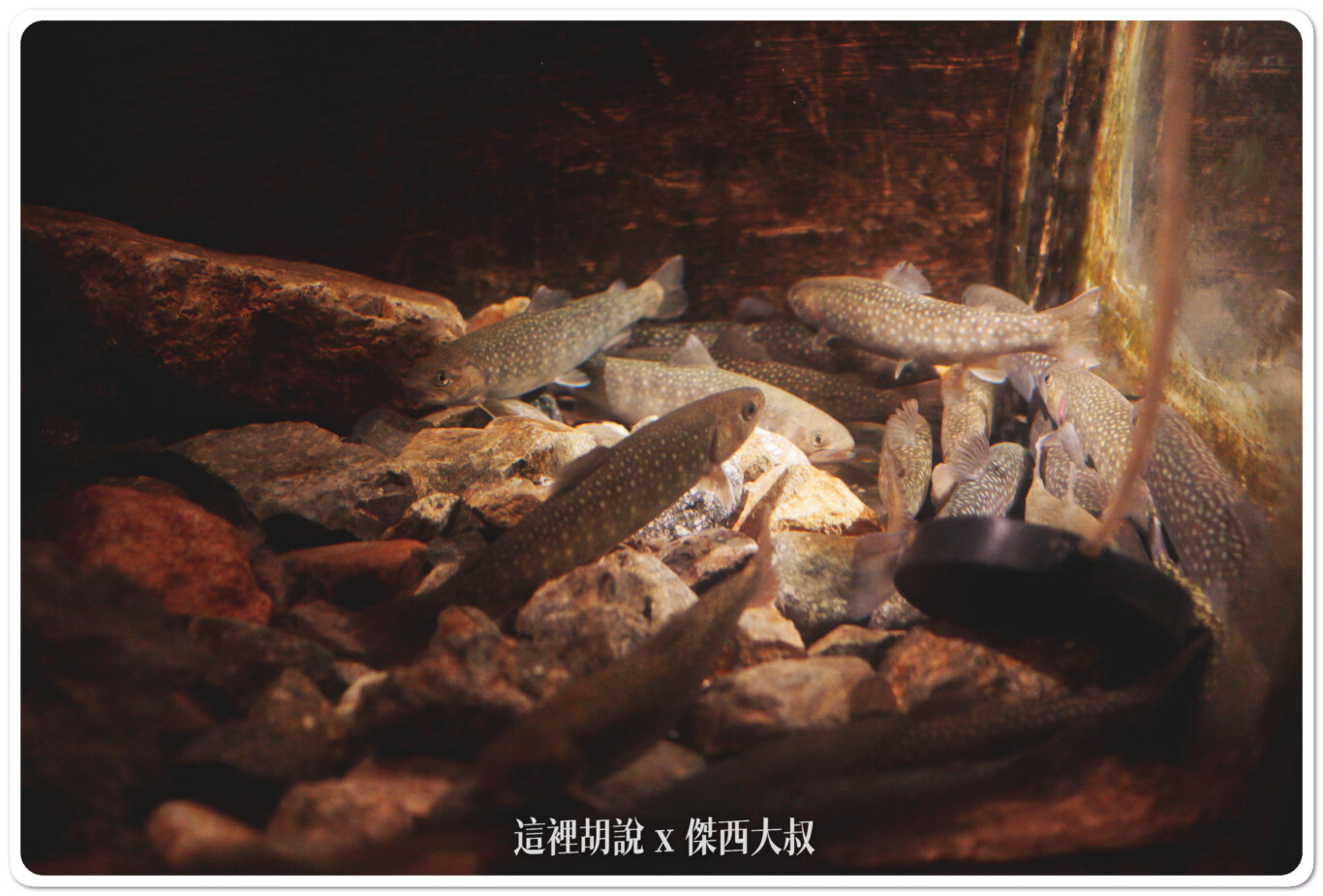 魚都是新鮮現殺的 魚都是新鮮現殺的