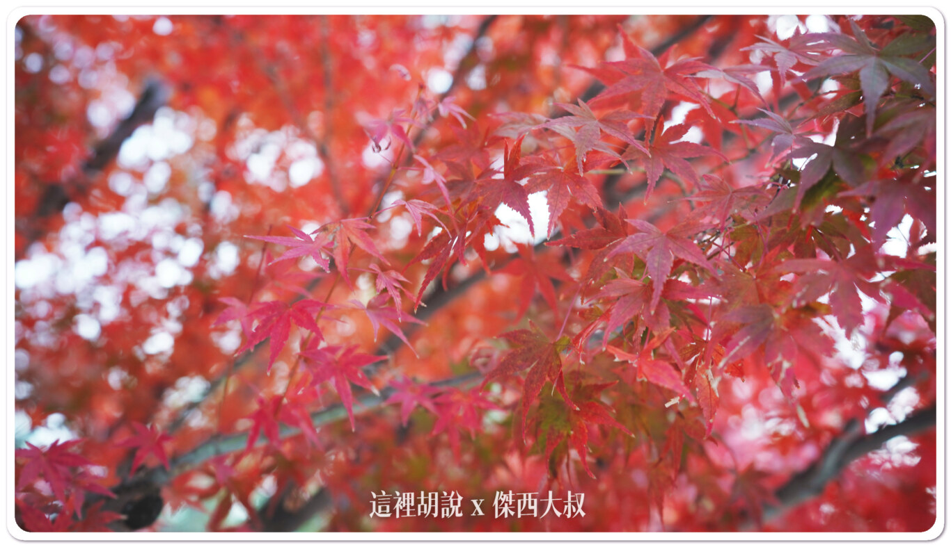 宇治半日遊 出現在日幣上的平等院鳳凰堂：平等院的楓葉