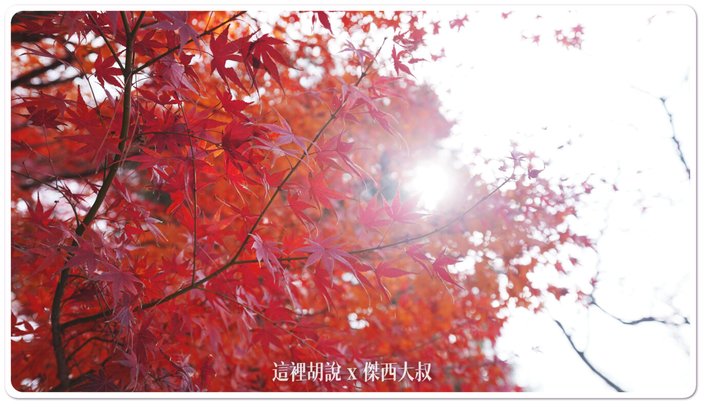 宇治半日遊 出現在日幣上的平等院鳳凰堂：平等院的楓葉