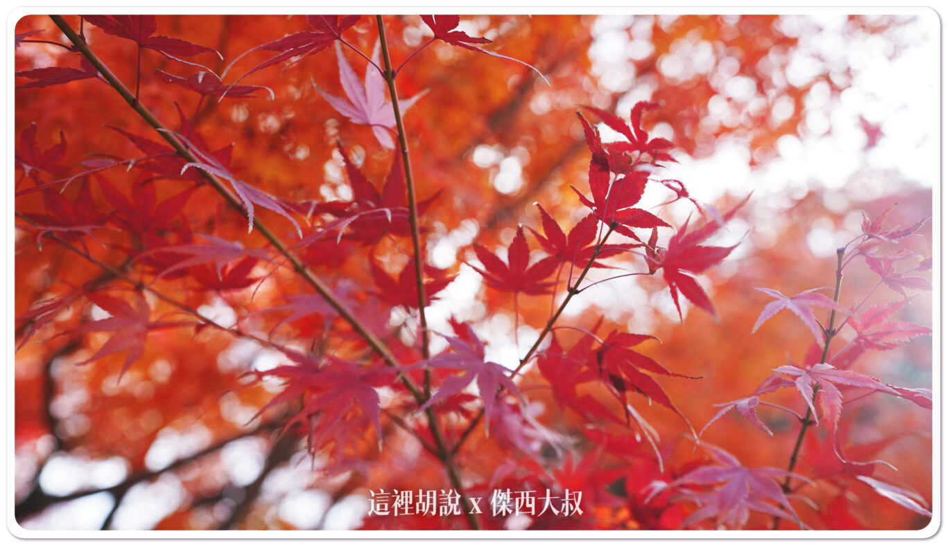 宇治半日遊 出現在日幣上的平等院鳳凰堂：平等院的楓葉