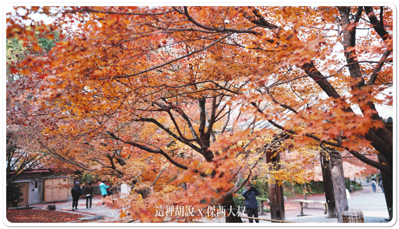 宇治半日遊 出現在日幣上的平等院鳳凰堂：平等院的楓葉