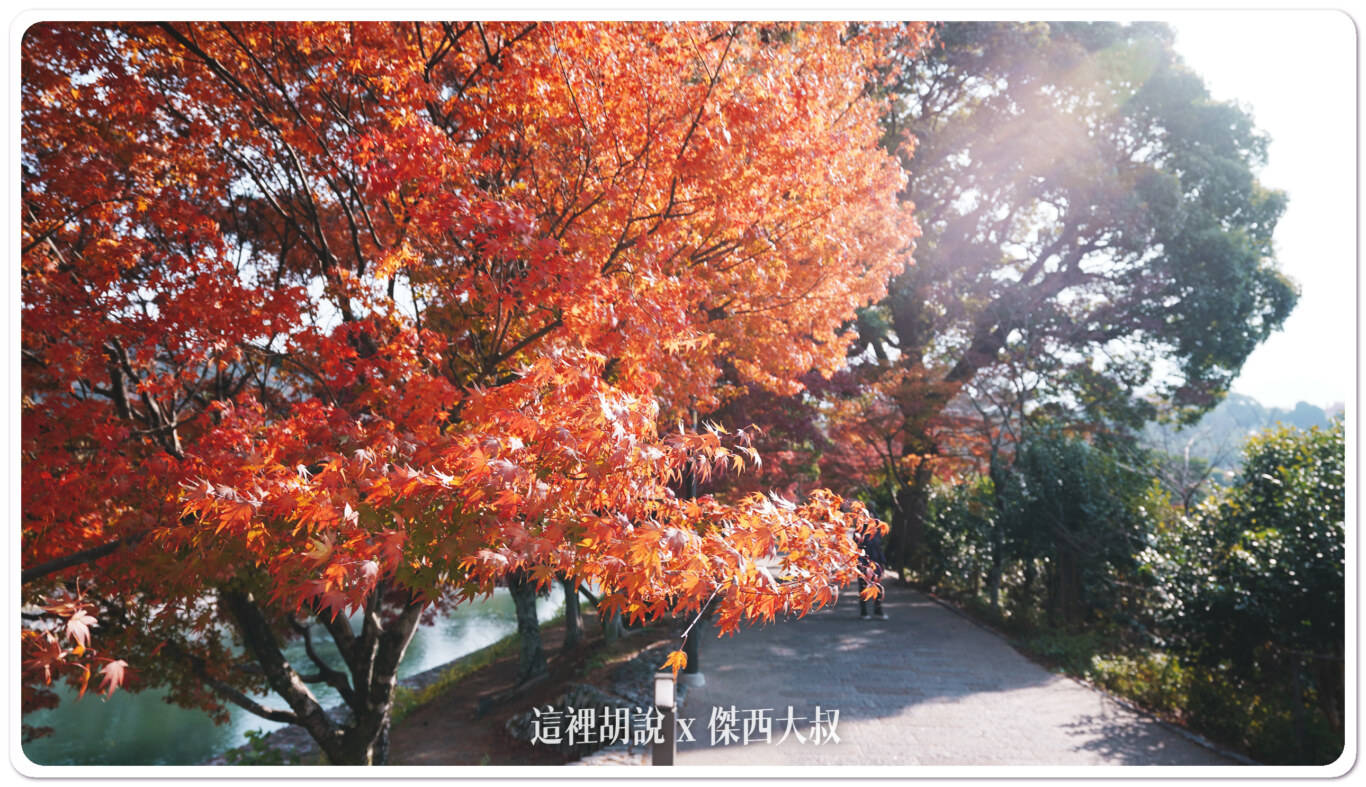 宇治半日遊 出現在日幣上的平等院鳳凰堂：平等院的楓葉