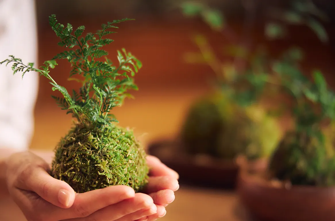 將回憶帶回家的「苔球製作體驗」