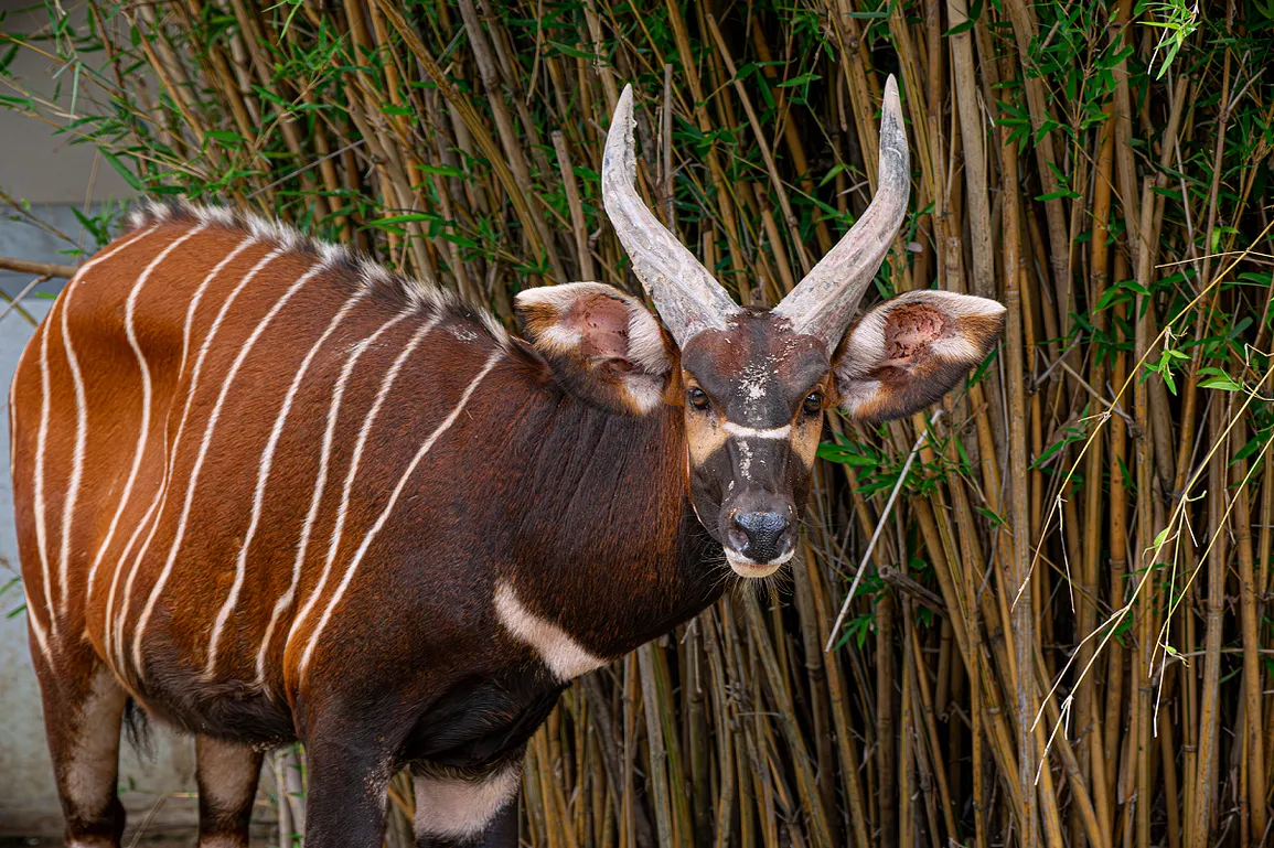 休士頓動物園特別致贈珍貴的雄性Bongo大羚羊予台北市立動物園,由長榮航空贊助及擔任專業運送任務,確保動物能安全舒適地抵達台灣新家。(圖片由休士頓動物園提供) 休士頓動物園特別致贈珍貴的雄性Bongo大羚羊予台北市立動物園,由長榮航空贊助及擔任專業運送任務,確保動物能安全舒適地抵達台灣新家。(圖片由休士頓動物園提供)
