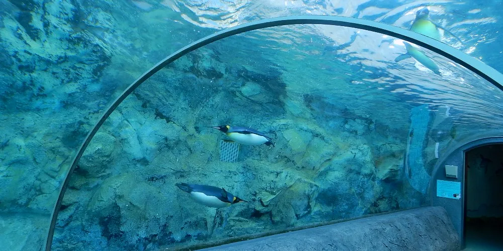 旭山動物園  / 星野集團提供