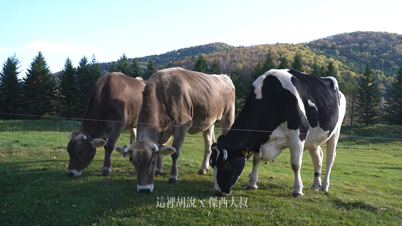 星野農場飼養了荷蘭乳牛、娟姍(澤西)牛和瑞士褐牛三種品種的乳牛 星野農場飼養了荷蘭乳牛、娟姍(澤西)牛和瑞士褐牛三種品種的乳牛