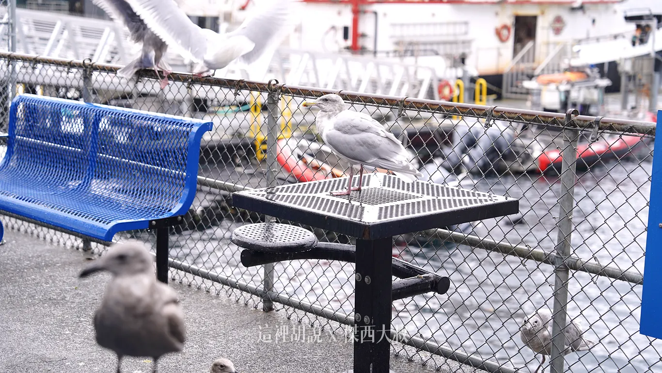 西雅圖濱海 54號碼頭 IVAR'S 巧達湯/炸魚薯條 餵海鷗的獨特體驗 (附菜單攻略) - 這裡胡說 JL TALKS