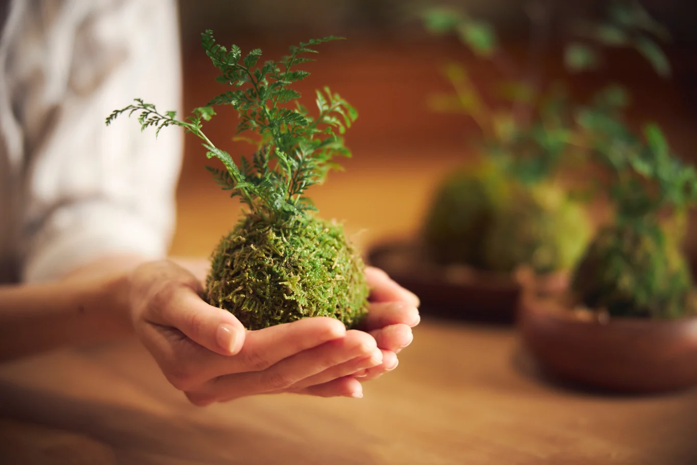 將回憶帶回家的「苔玉製作體驗」 將回憶帶回家的「苔玉製作體驗」