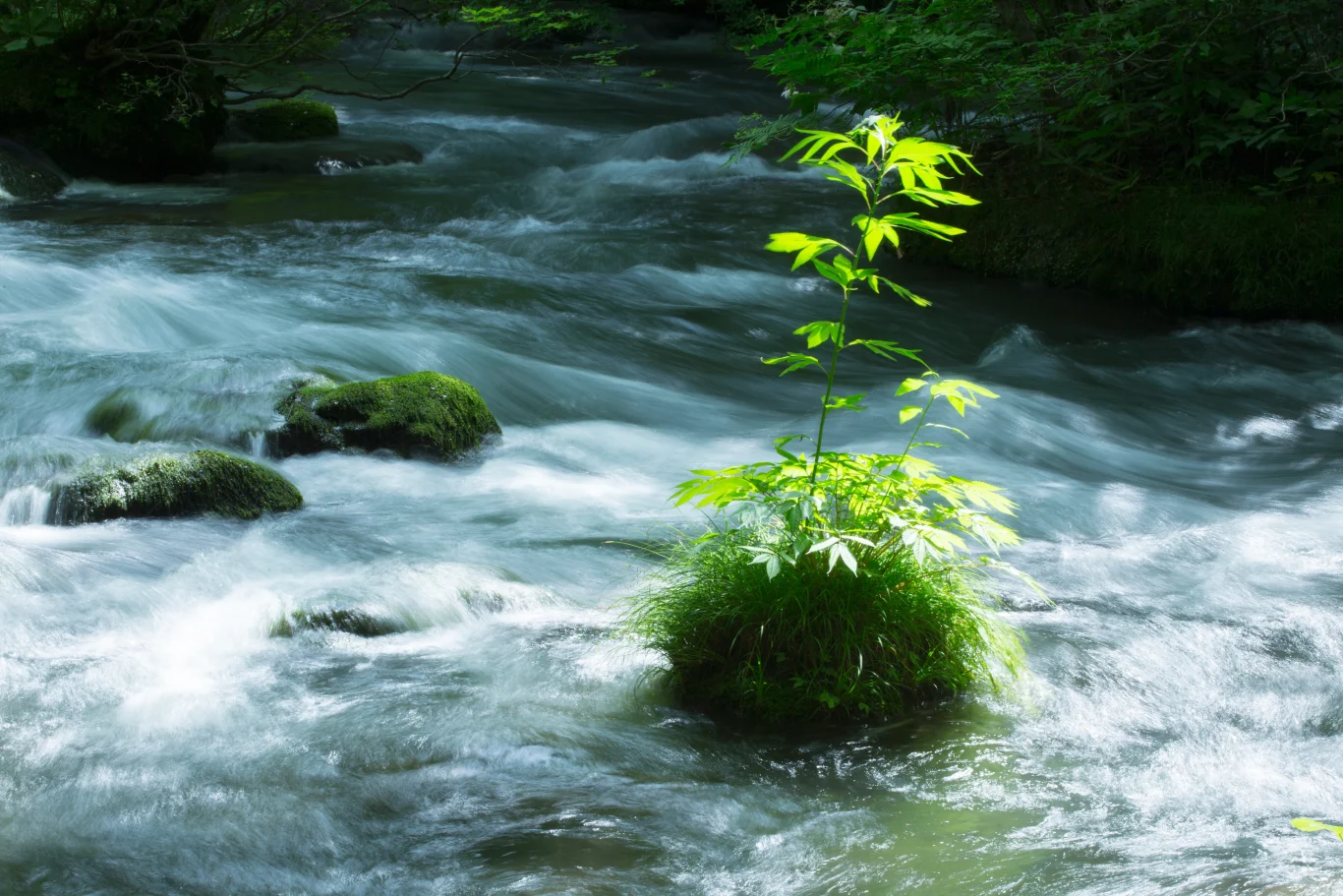 享受青苔微觀世界的「青苔散步」 享受青苔微觀世界的「青苔散步」