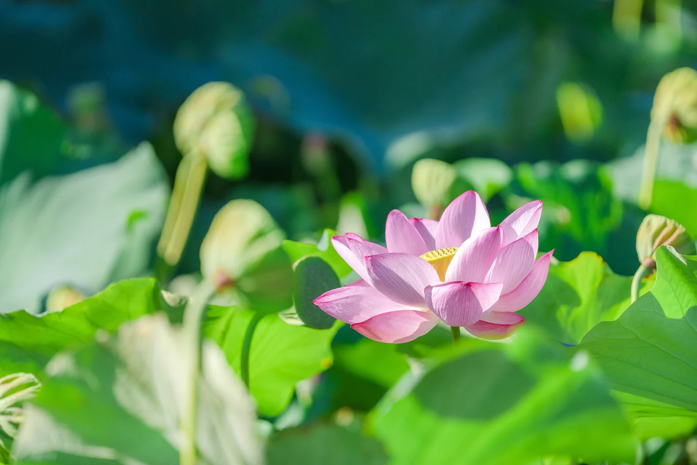 僅能在夏季清晨觀賞到的東寺蓮花美景 僅能在夏季清晨觀賞到的東寺蓮花美景