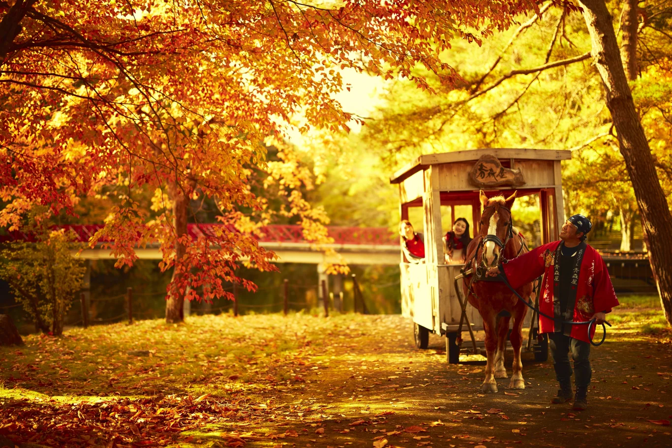在色彩鮮艷的紅葉中前行的「紅葉蘋果馬車」 在色彩鮮艷的紅葉中前行的「紅葉蘋果馬車」