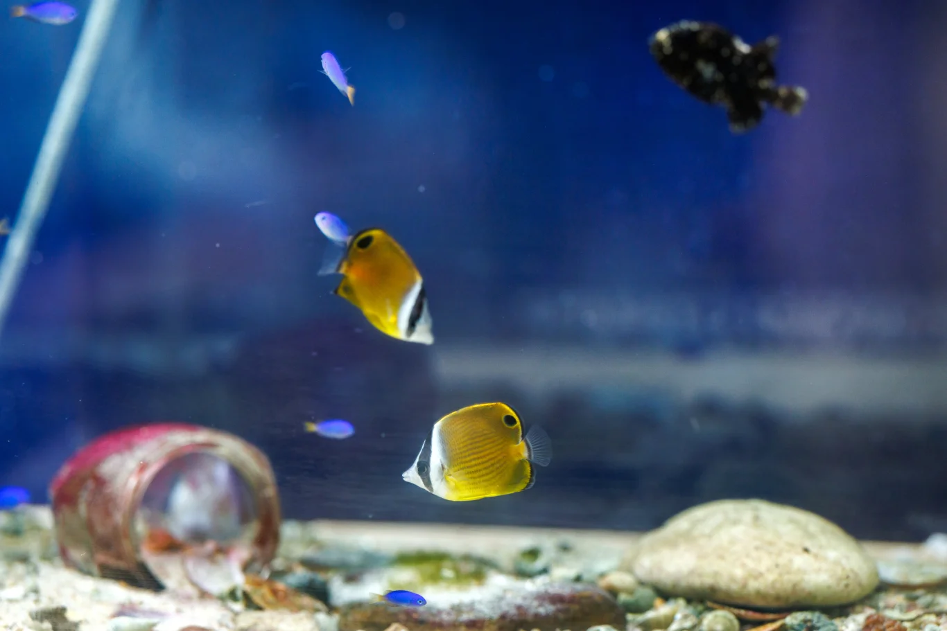 後台研究水槽中待亮相生物觀察示意。