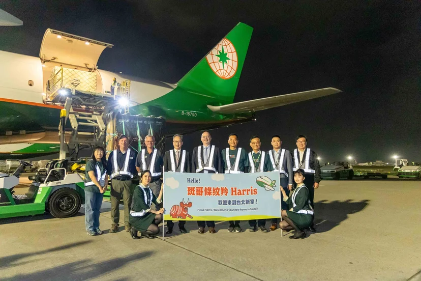 長榮航空777F貨機執飛18小時 運送斑哥條紋羚抵台結親 - 這裡胡說 JL TALKS